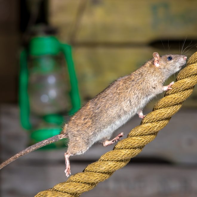 Brown rat on anchor rope